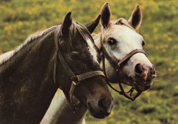 CARTOLINA  C20 ANIMALI-CAVALLI,CANI,ASINO,DELFINI,GATTI,FARFALLE,ORSI,MUCCHE,LEONI,MAIALI,NON VIAGGIATA - Horses