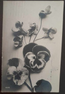 POSTCARD - VINTAGE - Fotografia Orquidea P&B / Orchid Photography Black & White - Nº 4245- CIRCULADO - Flowers