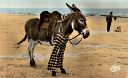 K0106 - ÂNE En Culotte - Donkeys