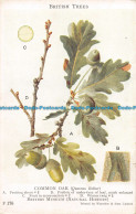 R161233 British Trees. Common Oak - Monde
