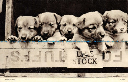 R160406 Old Postcard. Puppies. Jarrold - Monde