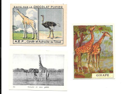 AB12 - IMAGES ET VIGNETTES DIVERSES - THEME GIRAFE - Other & Unclassified