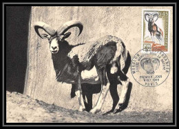 2391/ Carte Maximum (card) France N°1613 Mouflon Méditéranéen Edition Parison 1969 Animaux Animals - 1960-1969