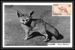 5518/ Carte Photo Maximum (card) Algérie N°344 Fenec Sharien Fox Renard 4/6/1952 Fdc Premier Jour Croix Rouge Red Cross  - Autres & Non Classés