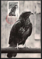 Russie (Russia Urss USSR) (russia Urss) - Carte Maximum (card) 2222 BUSE Oiseaux Bird Birds Rapace 1974 - Arends & Roofvogels