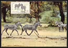 Roumanie (Romania) Carte Maximum (card) 1696 - N° 2064 Zebre Zebra 1964 - Maximum Cards & Covers