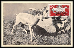 Allemagne (germany DDR Carte Maximum (card) 1735 - N° 279 MOUFLON Bighorn Sheep 1956 - Cartes-Maximum (CM)