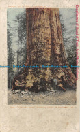 R161767 Grizzley Giant Mariposa Grove Of Big Trees. Cal. 1907 - Monde