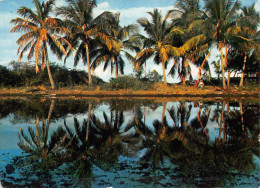 971-GUADELOUPE COCOTIERS SUR LE BORD DE LA ROUTE-N°T2744-B/0233 - Autres & Non Classés