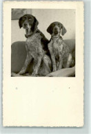 39283541 - Deutsch Kurzhaar - Hunde