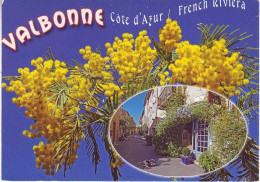 (06). Valbonne Mimosas - Other & Unclassified