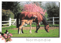 14-NORMANDIE-N°T2766-B/0173 - Other & Unclassified