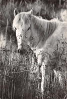 13-CAMARGUE FOLKLORE CHEVAL CAMARGUAIS-N°T2767-B/0285 - Autres & Non Classés