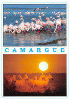 13-CAMARGUE-N°T2767-D/0359 - Other & Unclassified