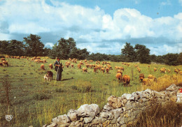 FO-FOLKLORE SCENE PASTORALE-N°T2771-B/0371 - Autres & Non Classés