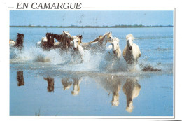 13-CAMARGUE-N°T2772-B/0145 - Other & Unclassified