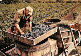 37-BOURGUEIL FOLKLORE LES VENDANGES-N°T2772-B/0103 - Autres & Non Classés