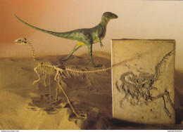 Germany, Post Card, Dinosaur, Compsognathus, Paleontological Museum Munich - Fossilien