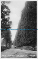 R162757 The Famous Beech Hedge. Blairgowrie. RP - World