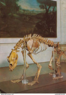 Germany, Post Card, Cave Bear, Ursus Spelaeus - Fossilien