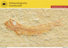 Germany Post Card (unused): Fossil, Fish, Leptolepides Sprattiformis - Fossielen