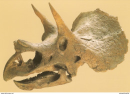 Germany Post Card (unused): Fossil, Dinosaur, Triceratops Horridus - Fossielen