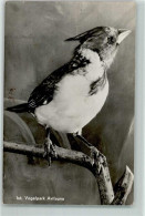 39149841 - Vogelpark Avifauna  Roodkuif Kardinaal AK - Birds