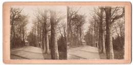 Stereo-Fotografie Fotograf Unbekannt, Ansicht Kolkje, Allee Mit Bäumen Zum Ort  - Photos Stéréoscopiques