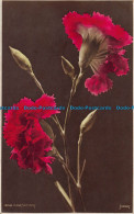 R162978 Carnations. Judges Ltd. No 1808. 1927 - Monde