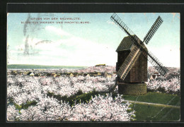 AK Werder, Windmühle Zur Baumblüte  - Windmills