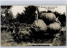 51120441 - Pumpkins Grown On Our Soil Are Profitable - Photographs