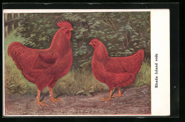 AK Rhode Island Reds, Huhn  - Oiseaux