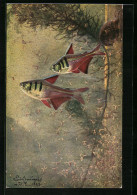 Künstler-AK Hyphessobrycon Flammeus Myers Roter Von Rio  - Fish & Shellfish