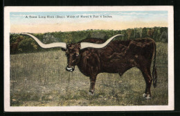 Künstler-AK Texas Long Horn, Width Of Horns 9 Feet 6 Inches  - Vaches