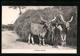 AK Costumi Senisi, Ochsengespann Mit Einem überfüllten Heuwagen  - Cows