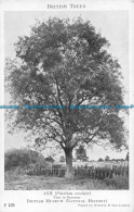 R164333 British Trees. Ash. Tree In Summer. Waterlow - Monde