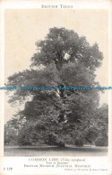 R164334 British Trees. Common Lime. Tree In Summer. Waterlow - Monde