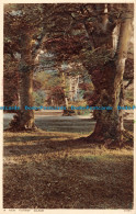 R163249 A New Forest Glade. Photochrom - Monde