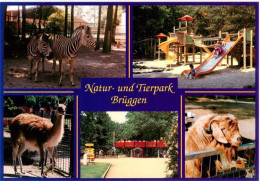 73909336 Brueggen Tierpark Schwalmtal Natur Und Tierpark Brueggen Zebras Alpaka  - Autres & Non Classés