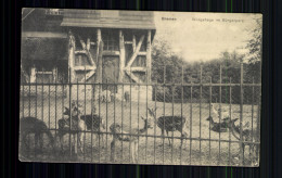 Bremen, Wildgehege Im Bürgerpark - Bremen