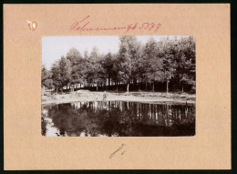Fotografie Brück & Sohn Meissen, Ansicht Schmannewitz, Teich Im Neuen Park  - Lieux