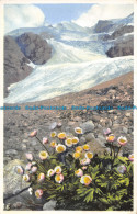 R164457 Ranunculus Glacialis. Engadin. Photochromie - World