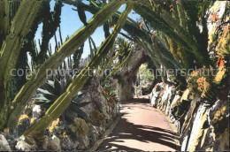 72311316 Monaco Jardin Exotique Allee Cereus   - Other & Unclassified