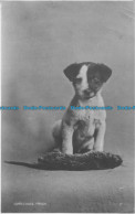 R163808 Conscious Pride. Puppy. Photochrom. Exclusive. 1925 - Monde
