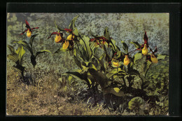 Künstler-AK Photochromie Nr. 780: Blumen Cypripedium Calceolus  - Other & Unclassified