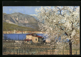 Künstler-AK Photochromie Nr. 1823: Idyllische Landschaft Mit Blühenden Bäumen  - Autres & Non Classés