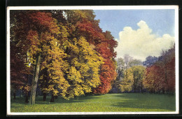 Künstler-AK Photochromie Nr. 5147: Waldpartie Im Herbst  - Autres & Non Classés