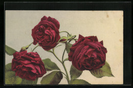 Künstler-AK Photochromie Nr.: 1378, Leuchtfeuer, Drei Rote Rosen  - Other & Unclassified