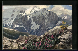 Künstler-AK Photochromie Nr.: 791, Blühende Gebirgspflanzen Vor Verschneiten Bergen  - Autres & Non Classés