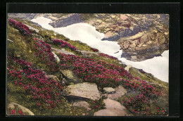 Künstler-AK Photochromie Nr.: 1412, Rhododendron Ferrugineum  - Autres & Non Classés